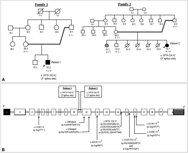 https://cdn.ncbi.nlm.nih.gov/pmc/blobs/652f/8242322/a8df31d98dc0/jcn-17-409-g001.jpg
