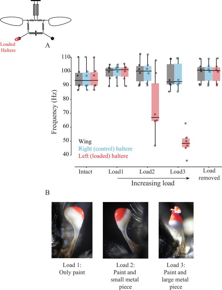 https://cdn.ncbi.nlm.nih.gov/pmc/blobs/6532/8629423/90f0c156d482/elife-53824-fig5.jpg