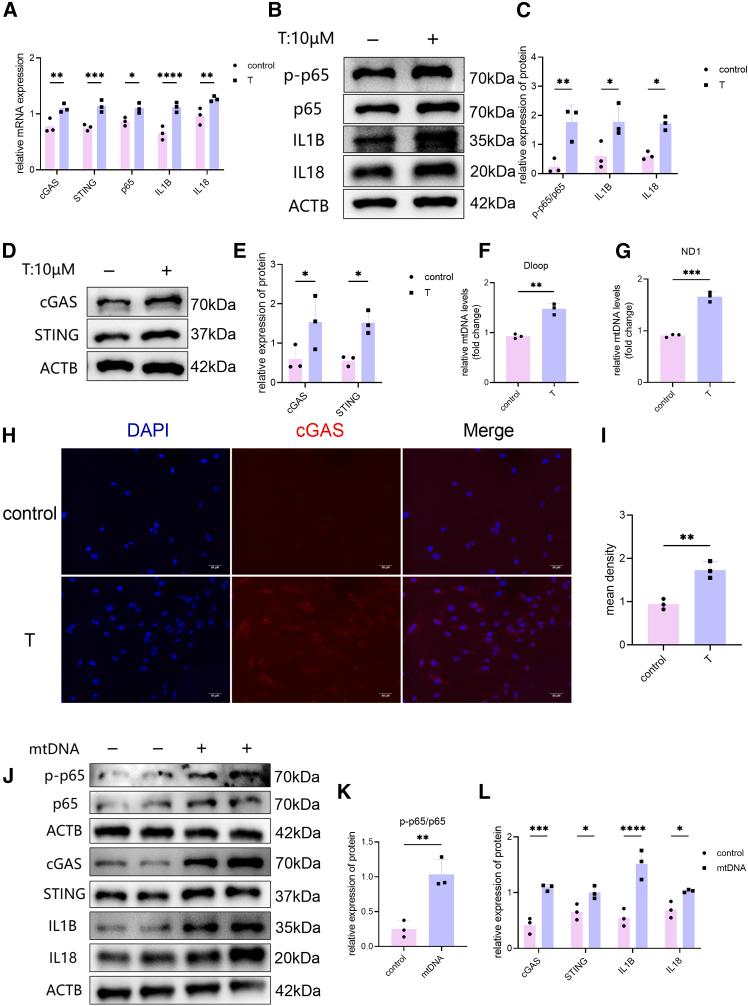 https://cdn.ncbi.nlm.nih.gov/pmc/blobs/6536/12049842/65e741ba7fc3/gr4.jpg