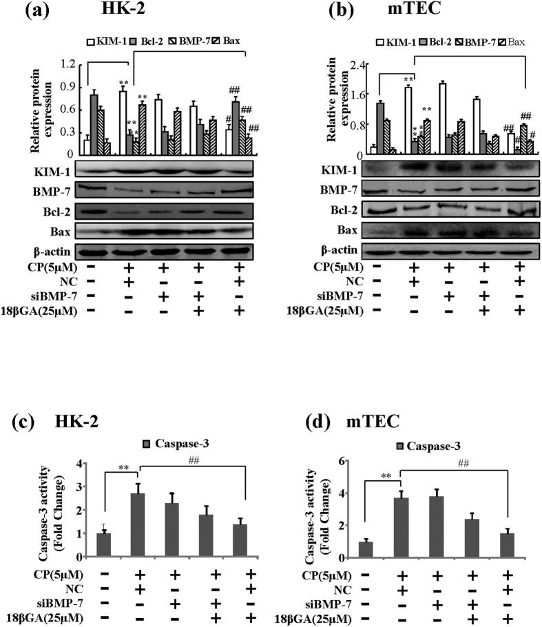 https://cdn.ncbi.nlm.nih.gov/pmc/blobs/6538/4857087/1beadba4c4cf/srep25396-f8.jpg