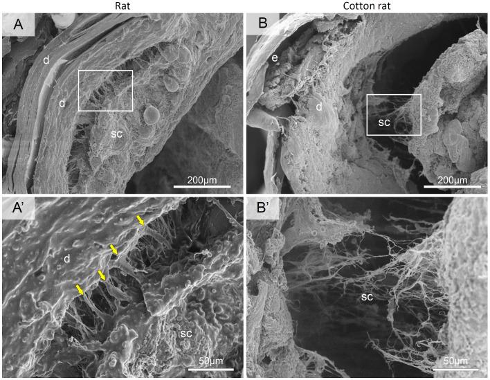 https://cdn.ncbi.nlm.nih.gov/pmc/blobs/6540/7904004/10471173d7a6/biolopen-10-058230-g5.jpg