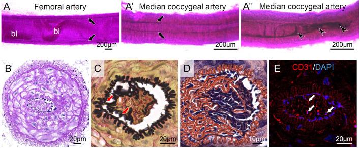 https://cdn.ncbi.nlm.nih.gov/pmc/blobs/6540/7904004/8ea4a37c5fec/biolopen-10-058230-g7.jpg
