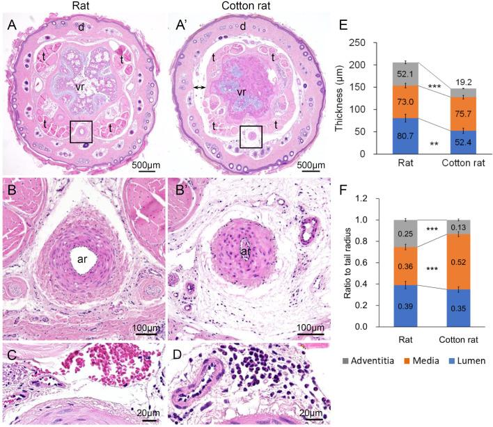https://cdn.ncbi.nlm.nih.gov/pmc/blobs/6540/7904004/9faf80ac0131/biolopen-10-058230-g3.jpg