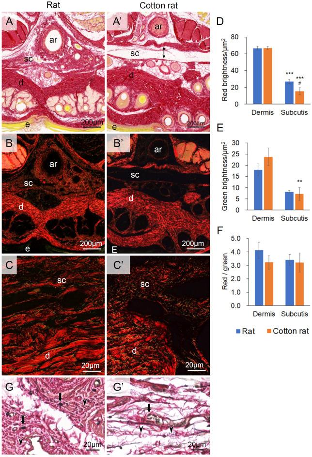https://cdn.ncbi.nlm.nih.gov/pmc/blobs/6540/7904004/ea1a9fd59c18/biolopen-10-058230-g4.jpg