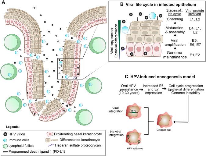 https://cdn.ncbi.nlm.nih.gov/pmc/blobs/6542/10541327/02a60d382d20/41388_2023_2819_Fig1_HTML.jpg