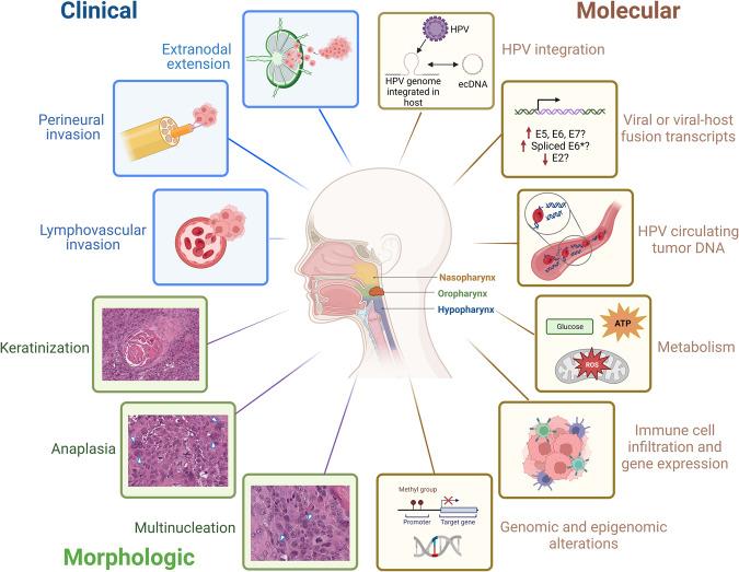 https://cdn.ncbi.nlm.nih.gov/pmc/blobs/6542/10541327/28fc4680322f/41388_2023_2819_Fig3_HTML.jpg