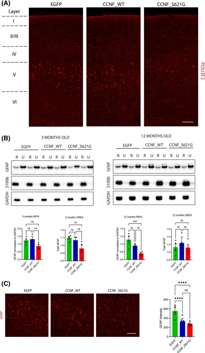 https://cdn.ncbi.nlm.nih.gov/pmc/blobs/6542/10946706/d6eca20a076a/NAN-49-0-g004.jpg