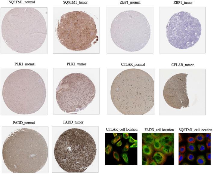 https://cdn.ncbi.nlm.nih.gov/pmc/blobs/6544/9524234/89ba06de12dc/fgene-13-951239-g013.jpg