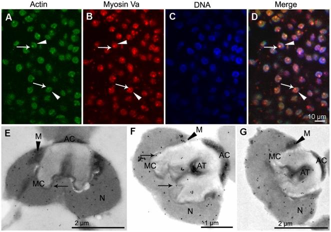 https://cdn.ncbi.nlm.nih.gov/pmc/blobs/6546/2939076/5c12d15a77ea/pone.0012738.g007.jpg