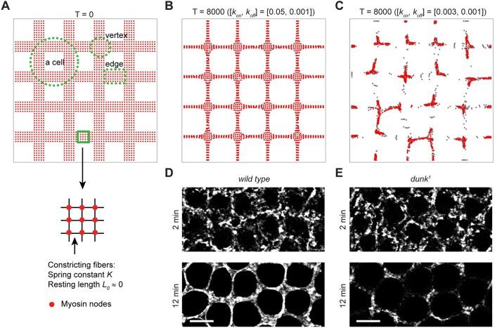 https://cdn.ncbi.nlm.nih.gov/pmc/blobs/6546/4958320/184deb8bd2ec/develop-143-131334-g6.jpg