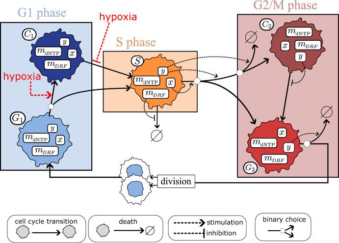 https://cdn.ncbi.nlm.nih.gov/pmc/blobs/6548/11541430/683a6574e93f/11538_2024_1359_Fig3_HTML.jpg