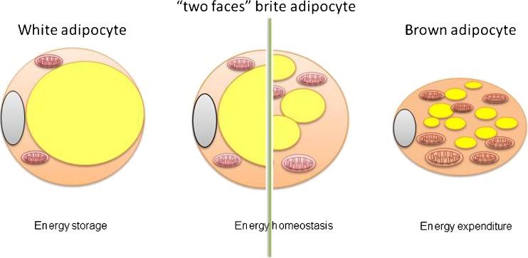 https://cdn.ncbi.nlm.nih.gov/pmc/blobs/654f/5138267/e8a0bd8e16bf/424_2016_1884_Fig1_HTML.jpg