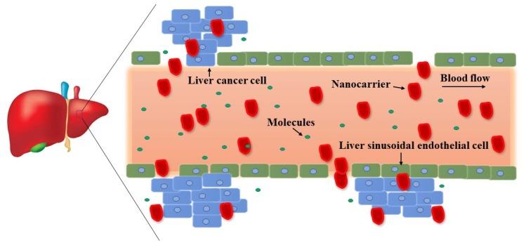 https://cdn.ncbi.nlm.nih.gov/pmc/blobs/6550/7060777/214c698a829d/IJN-15-1437-g0006.jpg