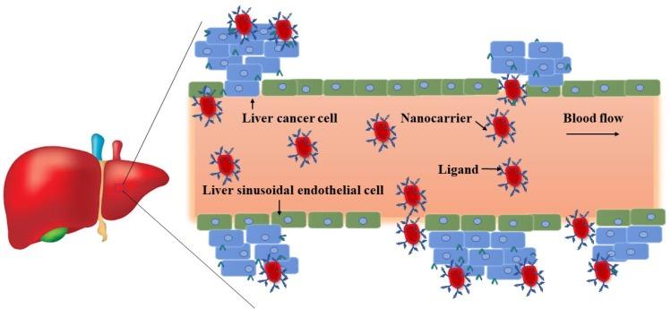 https://cdn.ncbi.nlm.nih.gov/pmc/blobs/6550/7060777/261f8a1536c7/IJN-15-1437-g0007.jpg