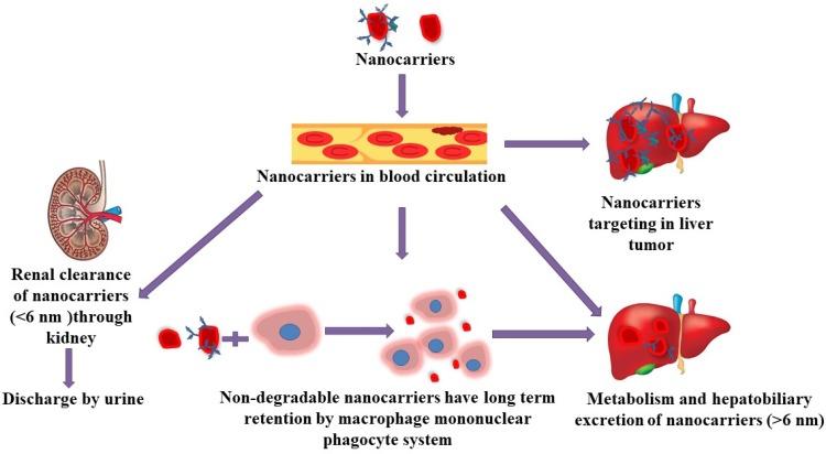 https://cdn.ncbi.nlm.nih.gov/pmc/blobs/6550/7060777/dcd814c6c45b/IJN-15-1437-g0005.jpg