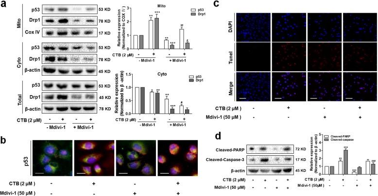 https://cdn.ncbi.nlm.nih.gov/pmc/blobs/6555/6862763/4ec03ccc28e8/12964_2019_468_Fig7_HTML.jpg