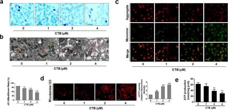 https://cdn.ncbi.nlm.nih.gov/pmc/blobs/6555/6862763/8f5b15435313/12964_2019_468_Fig2_HTML.jpg
