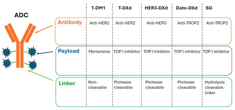 https://cdn.ncbi.nlm.nih.gov/pmc/blobs/6557/12345867/55469f1e3cd5/cancers-17-02522-g001.jpg
