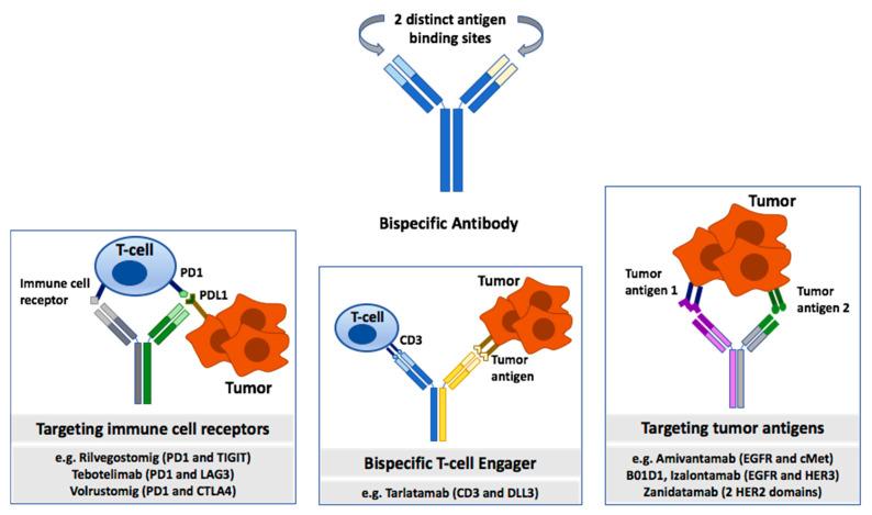 https://cdn.ncbi.nlm.nih.gov/pmc/blobs/6557/12345867/830a6db67a80/cancers-17-02522-g003.jpg