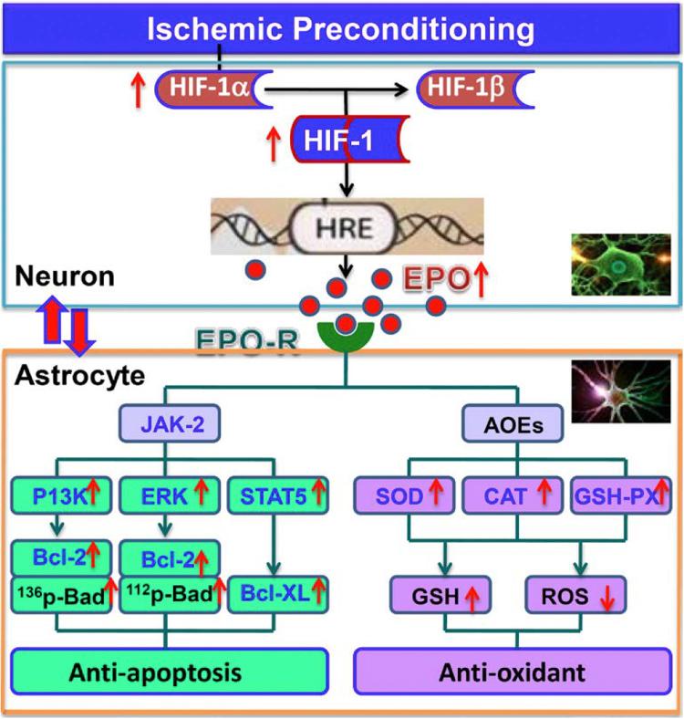 https://cdn.ncbi.nlm.nih.gov/pmc/blobs/6557/5447396/936995df781f/gr6.jpg