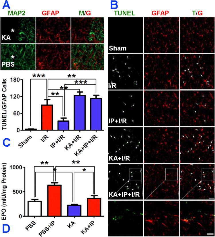 https://cdn.ncbi.nlm.nih.gov/pmc/blobs/6557/5447396/c6a888cbb11a/gr4.jpg