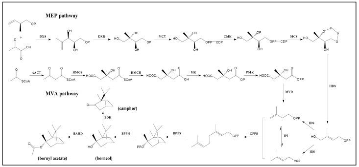 https://cdn.ncbi.nlm.nih.gov/pmc/blobs/6559/12197307/9971caa50ff1/plants-14-01767-g006.jpg