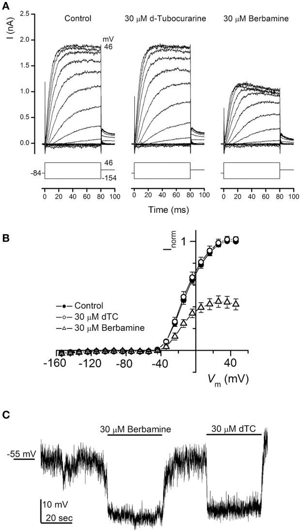 https://cdn.ncbi.nlm.nih.gov/pmc/blobs/6559/5591855/7a33ba6432ed/fncel-11-00262-g0010.jpg