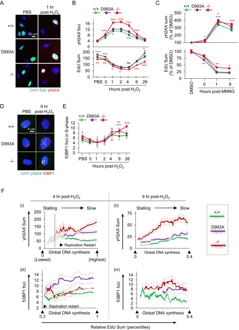 https://cdn.ncbi.nlm.nih.gov/pmc/blobs/6559/5737718/686e4ab41d2a/gkx717fig4.jpg