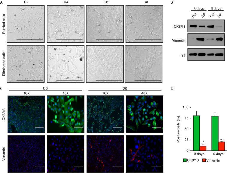 https://cdn.ncbi.nlm.nih.gov/pmc/blobs/655a/8397380/631200e5701e/fendo-12-672466-g002.jpg