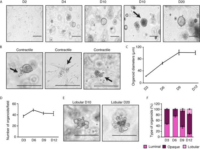 https://cdn.ncbi.nlm.nih.gov/pmc/blobs/655a/8397380/8fc6c727bdf2/fendo-12-672466-g003.jpg
