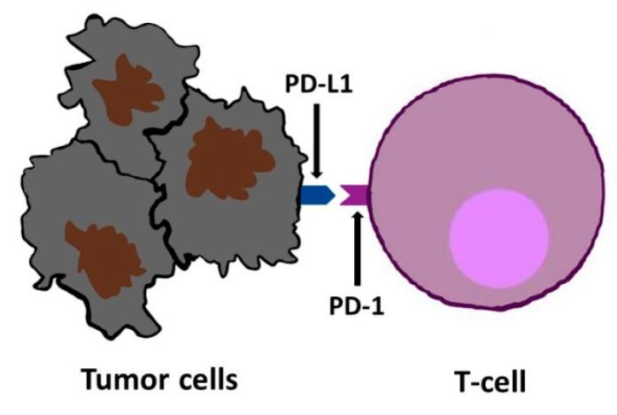https://cdn.ncbi.nlm.nih.gov/pmc/blobs/655b/11275601/7fdecdf0e4d9/cimb-46-00430-g004.jpg