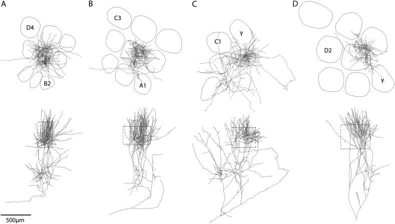 https://cdn.ncbi.nlm.nih.gov/pmc/blobs/655c/3432239/db1c6ed8676a/cercorbhr317f05_ht.jpg