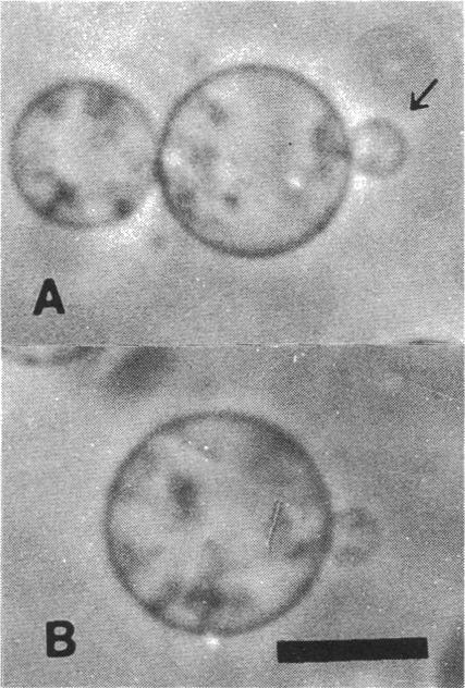 https://cdn.ncbi.nlm.nih.gov/pmc/blobs/655d/1260160/580b20622e2f/biophysj00108-0047-a.jpg