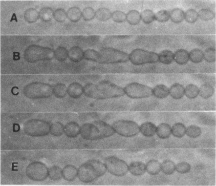 https://cdn.ncbi.nlm.nih.gov/pmc/blobs/655d/1260160/e5c6d4152a75/biophysj00108-0045-a.jpg