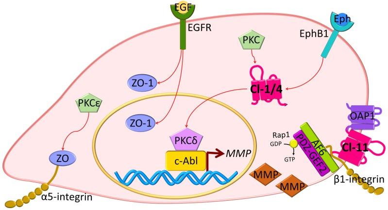 https://cdn.ncbi.nlm.nih.gov/pmc/blobs/655f/6928848/119aab592d96/ijms-20-05972-g004.jpg