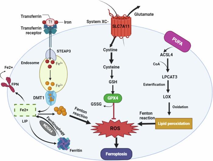 https://cdn.ncbi.nlm.nih.gov/pmc/blobs/6561/11811070/498173e3dfed/41420_2025_2328_Fig6_HTML.jpg