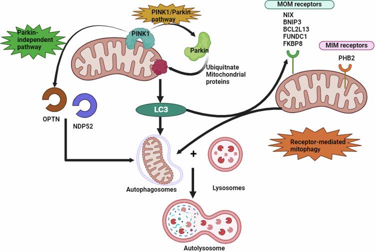 https://cdn.ncbi.nlm.nih.gov/pmc/blobs/6561/11811070/4cc6716e920a/41420_2025_2328_Fig3_HTML.jpg