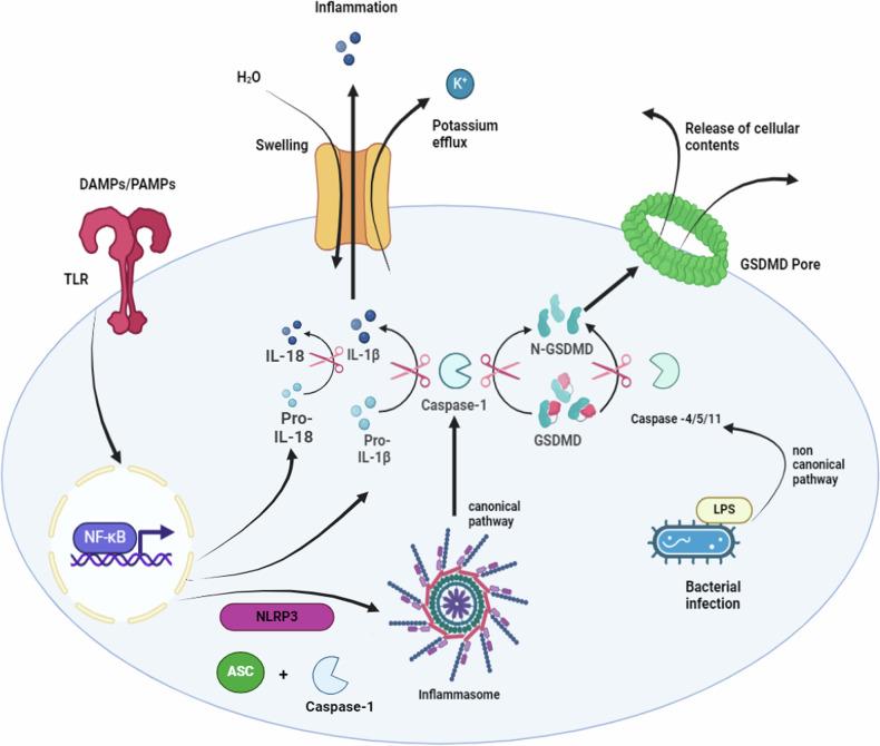 https://cdn.ncbi.nlm.nih.gov/pmc/blobs/6561/11811070/5dfa03303c18/41420_2025_2328_Fig5_HTML.jpg