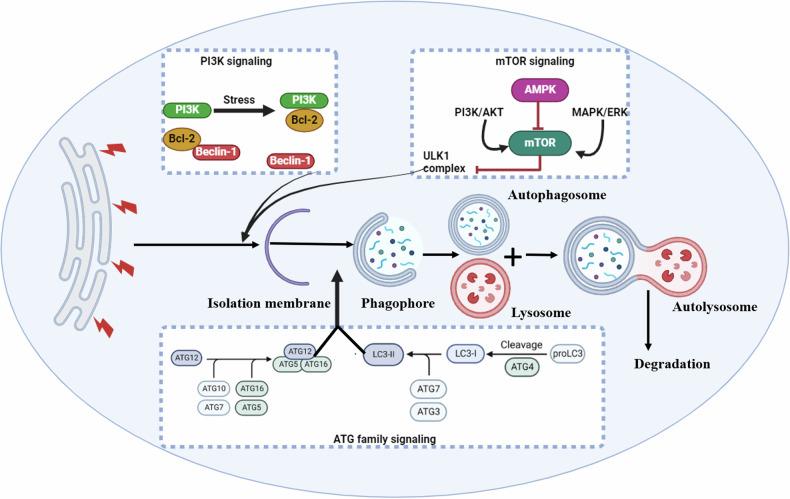 https://cdn.ncbi.nlm.nih.gov/pmc/blobs/6561/11811070/6242f00a1767/41420_2025_2328_Fig2_HTML.jpg