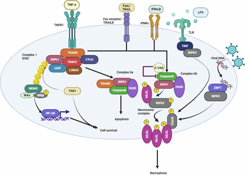 https://cdn.ncbi.nlm.nih.gov/pmc/blobs/6561/11811070/b89031ecf8db/41420_2025_2328_Fig4_HTML.jpg