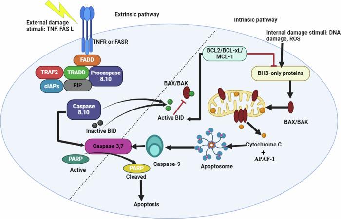 https://cdn.ncbi.nlm.nih.gov/pmc/blobs/6561/11811070/d0ed8685bfa7/41420_2025_2328_Fig1_HTML.jpg