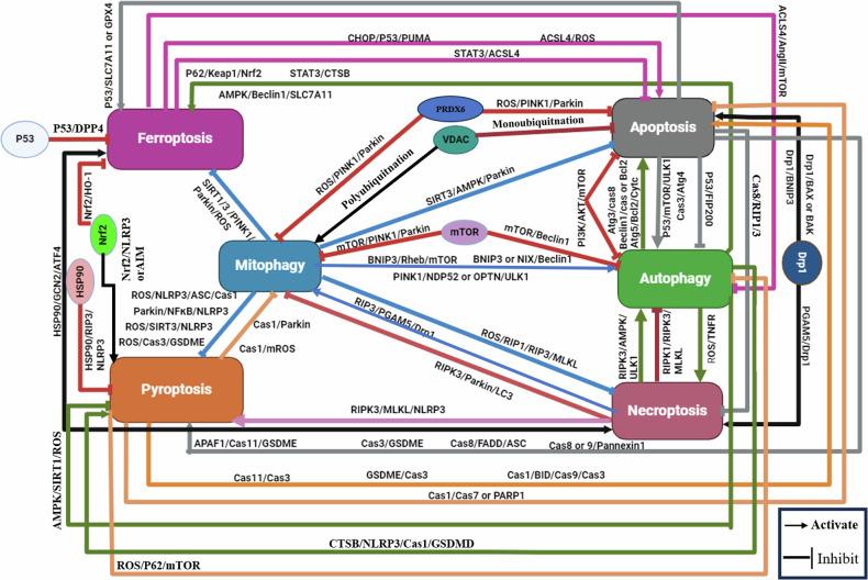 https://cdn.ncbi.nlm.nih.gov/pmc/blobs/6561/11811070/e8b10b0ae8c6/41420_2025_2328_Fig7_HTML.jpg