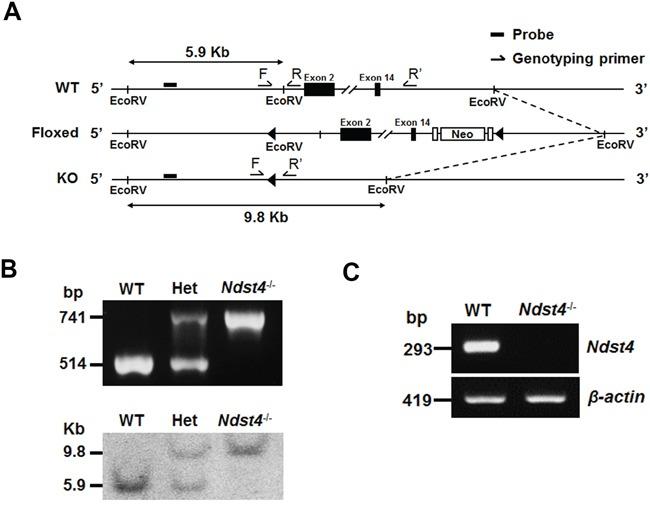 https://cdn.ncbi.nlm.nih.gov/pmc/blobs/6561/5356710/3619493377de/oncotarget-07-84938-g002.jpg