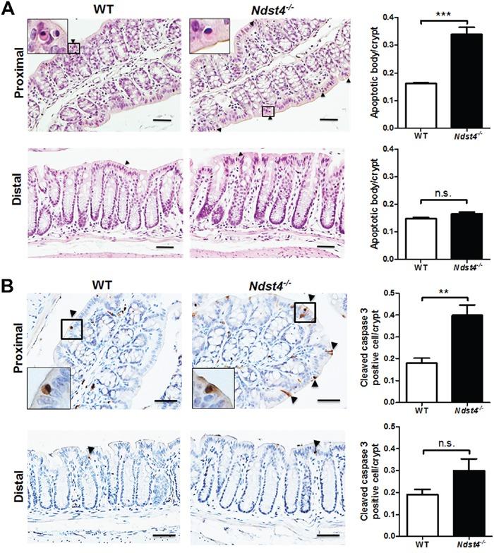 https://cdn.ncbi.nlm.nih.gov/pmc/blobs/6561/5356710/63bb1ecfa054/oncotarget-07-84938-g005.jpg