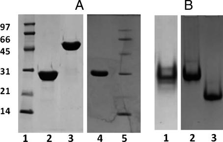 https://cdn.ncbi.nlm.nih.gov/pmc/blobs/6562/2953957/79c1928624ba/gzq05704.jpg