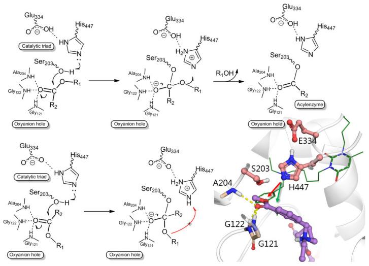 https://cdn.ncbi.nlm.nih.gov/pmc/blobs/6563/9694926/f0bc3b676485/molecules-27-07855-g005.jpg
