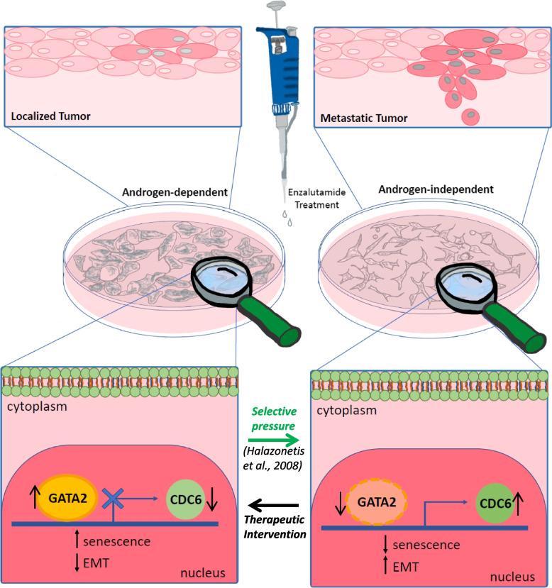 https://cdn.ncbi.nlm.nih.gov/pmc/blobs/6564/10386253/8149a14c219f/13046_2023_2769_Fig7_HTML.jpg