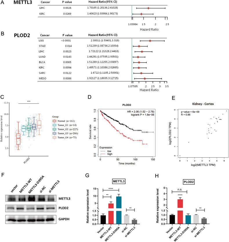 https://cdn.ncbi.nlm.nih.gov/pmc/blobs/6566/10794171/492b1f8baf8a/41419_2023_6411_Fig3_HTML.jpg