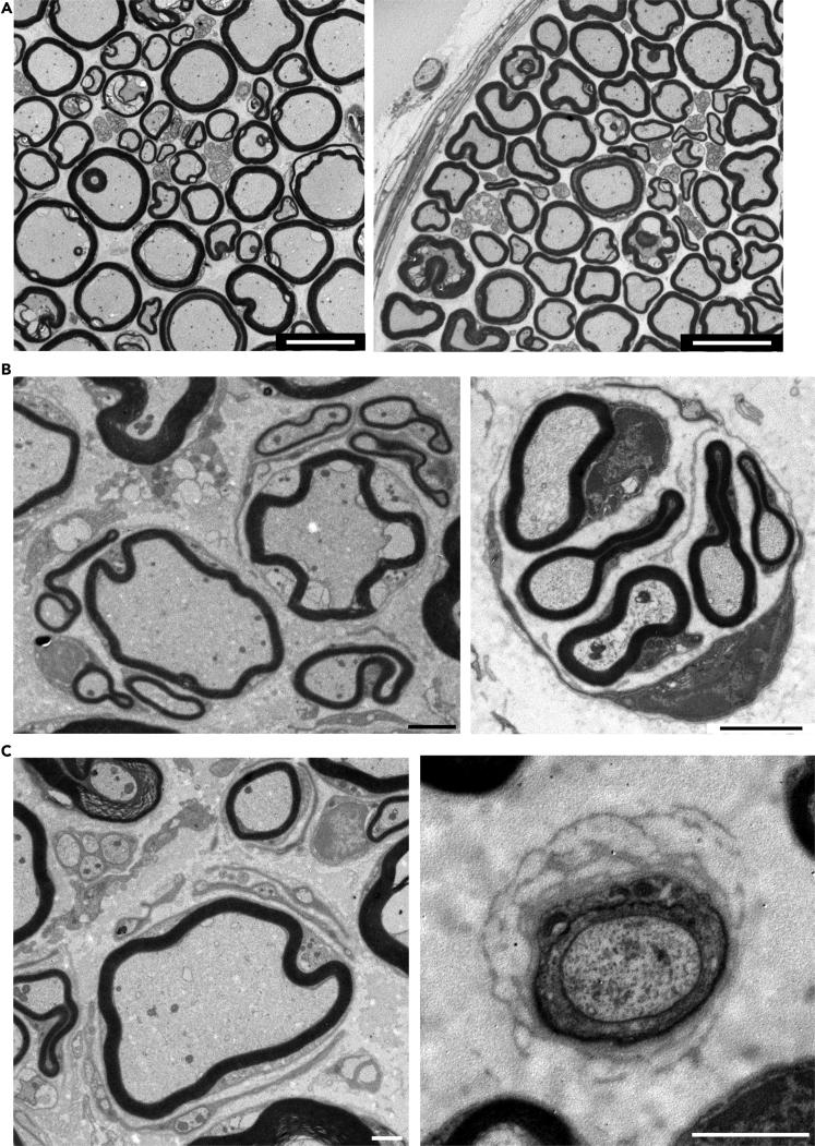 https://cdn.ncbi.nlm.nih.gov/pmc/blobs/6566/8719014/76cf82a1aefa/gr7.jpg