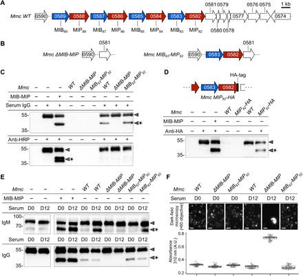 https://cdn.ncbi.nlm.nih.gov/pmc/blobs/656a/7935358/9e0500521d32/abf2403-F5.jpg